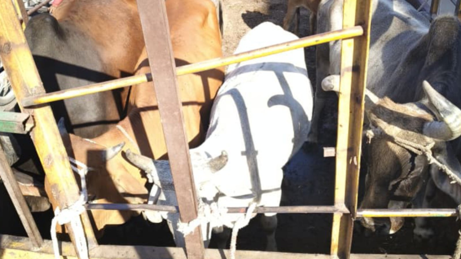 बालोतरा और जसोल में नगर निकायों ने सड़कों पर घूमते लावारिस पशुओं को पकड़ा